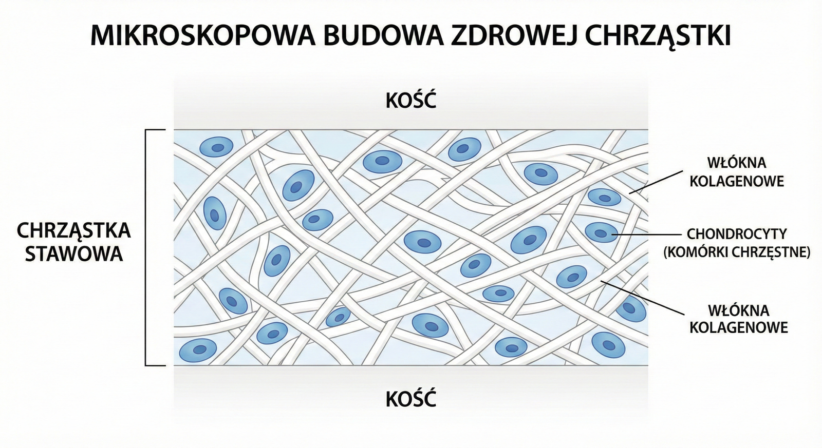 Struktura włókien kolagenowych